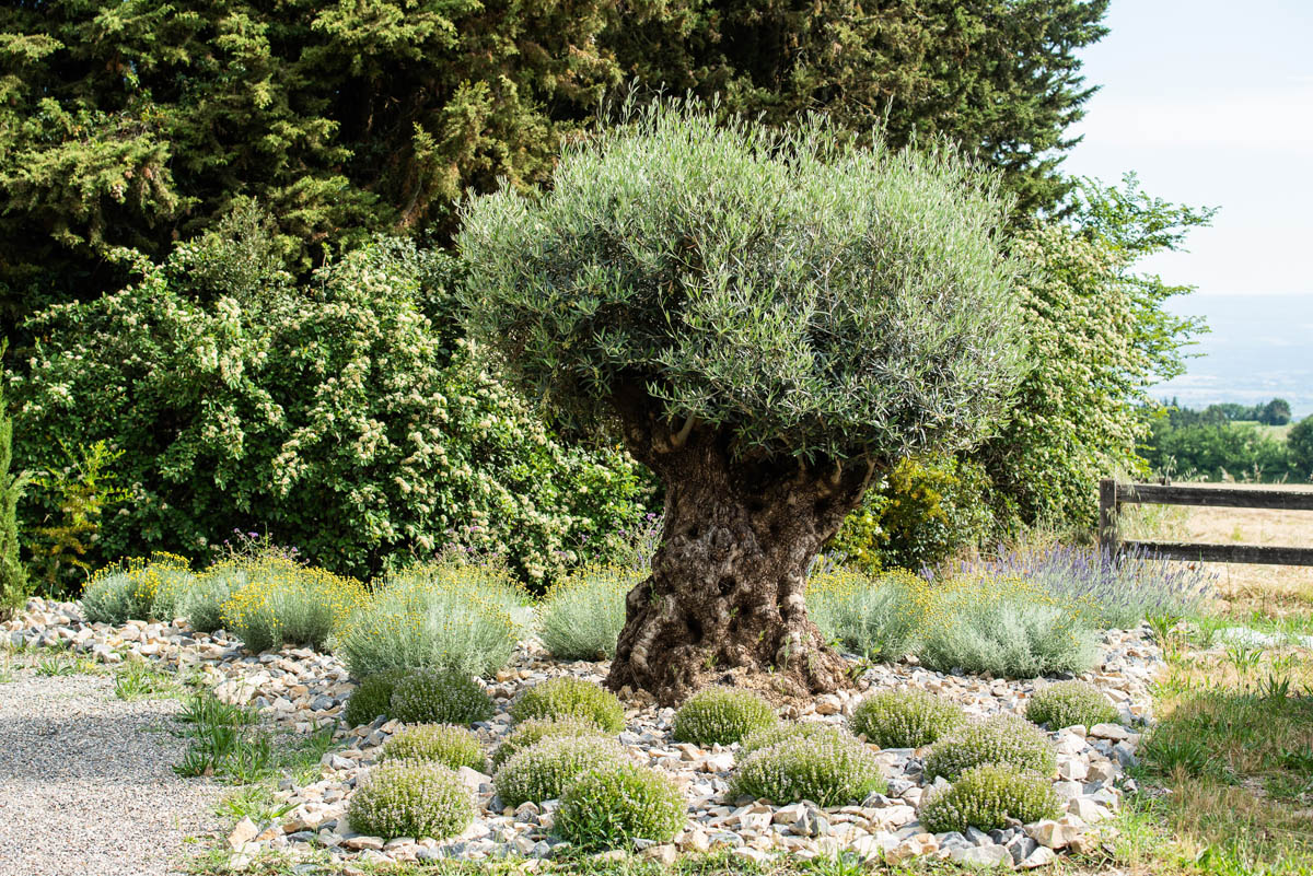 jardin-olivier-fleur-cailloux